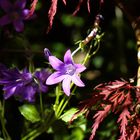 mein schöner Garten