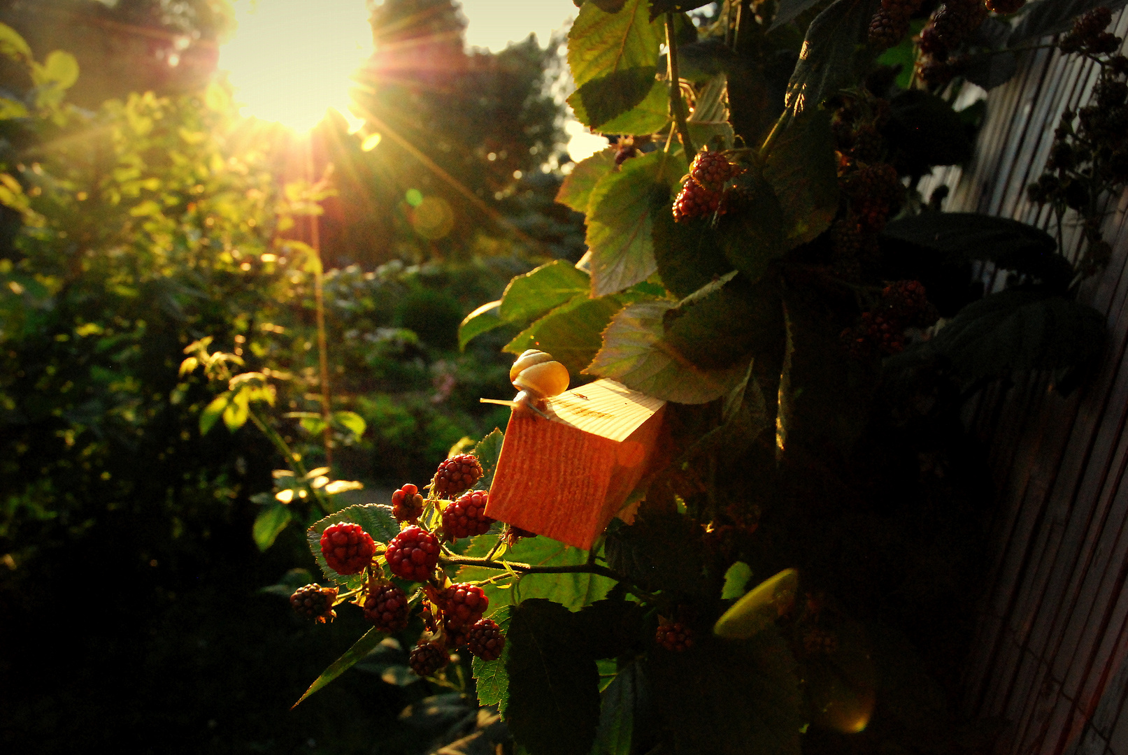 Mein schöner Garten :)