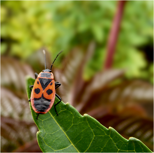 . mein schöner garten .