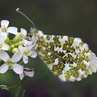 Mein schöner Garten Besuch ….