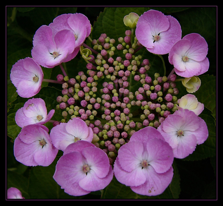 Mein schöner Garten -- Hortensien --