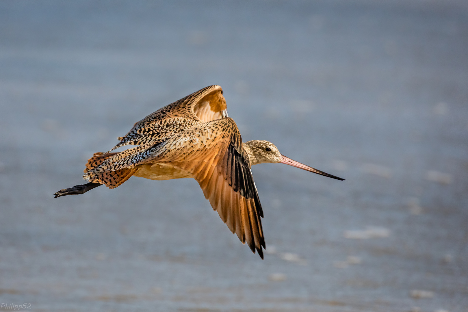 „Mein“ schöner Goldvogel…