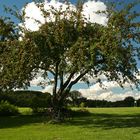 Mein schönster Apfelbaum