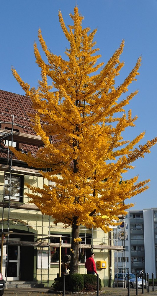 Mein schönster Baum in Marl?