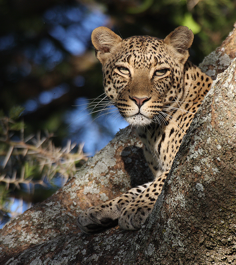 Mein schönster Leopard