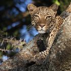 Mein schönster Leopard