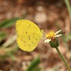 Mein schönster Schmetterling aus Südafrika zum Fronleichnamsfest!