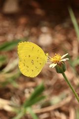 Mein schönster Schmetterling aus Südafrika zum Fronleichnamsfest!