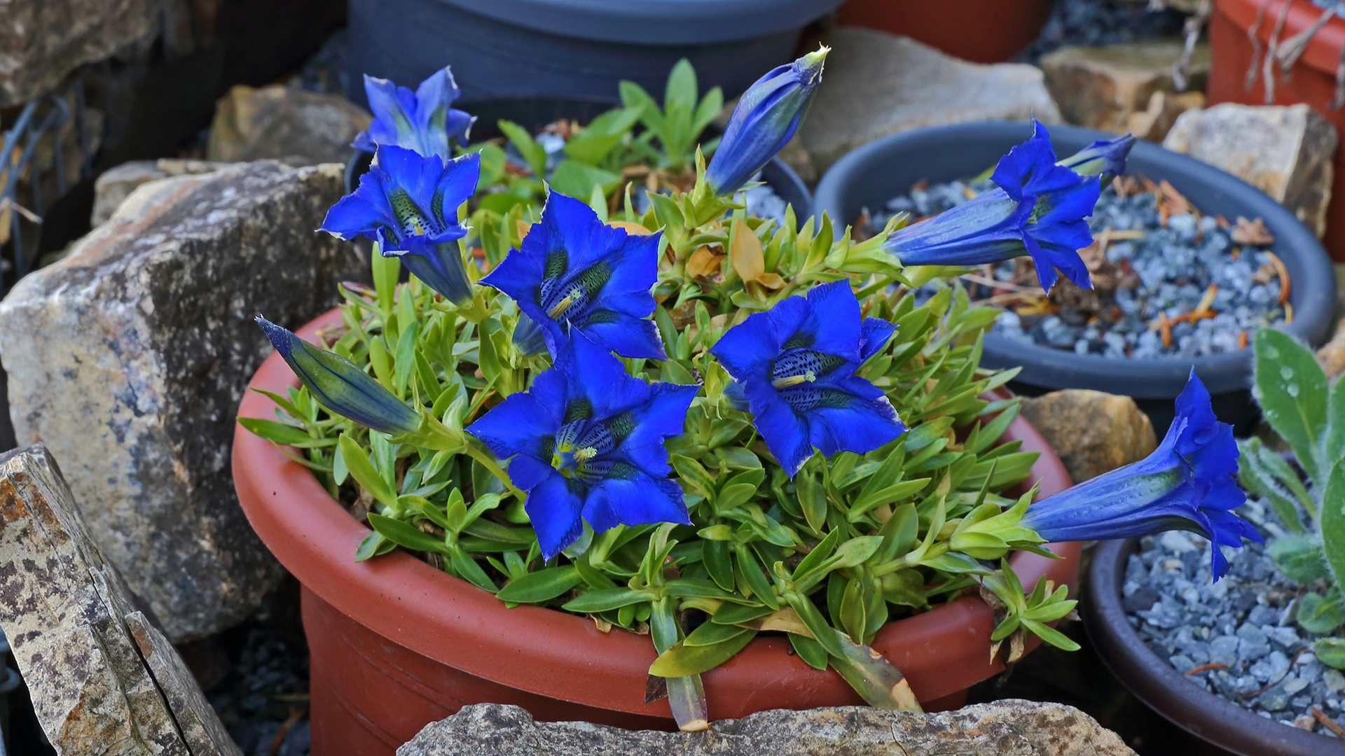 Mein schönster und größter Topf mit Gentiana acaulis, Kochscher Enzian der "sauer" stehen muss