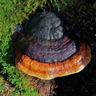 Mein schönstes Foto heute: FOMITOPSIS PINICOLA, ROTRANDIGER BAUMSCHWAMM