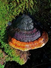 Mein schönstes Foto heute: FOMITOPSIS PINICOLA, ROTRANDIGER BAUMSCHWAMM