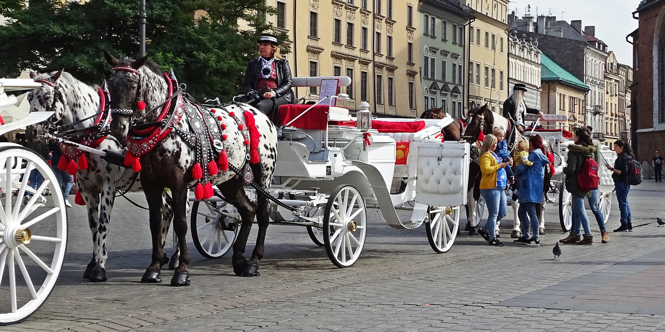 mein schönstes Gespann in Krakau