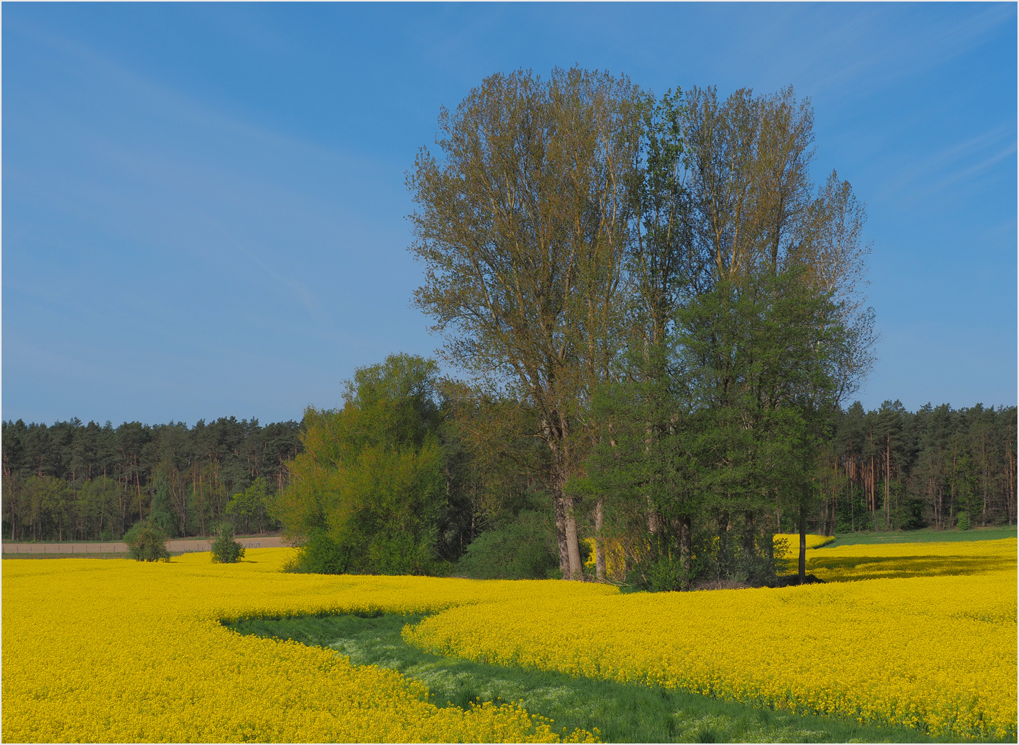 Mein schönstes Rapsfeld