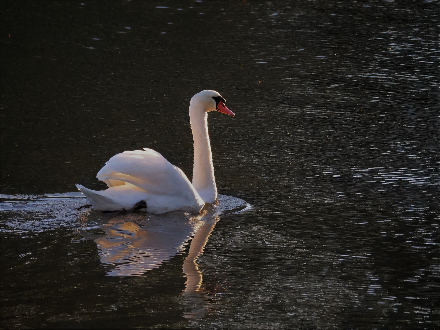 Mein Schwan im abendlichen Oktoberlicht