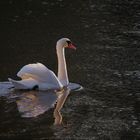 Mein Schwan im abendlichen Oktoberlicht