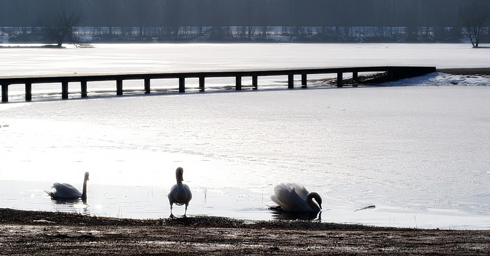 ~ Mein Schwanensee ~