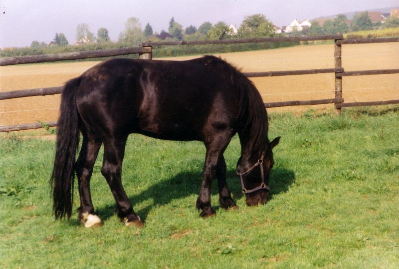 mein schwarzer....