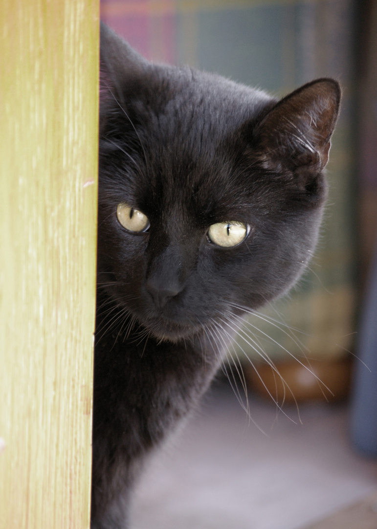 Mein schwarzer Kater