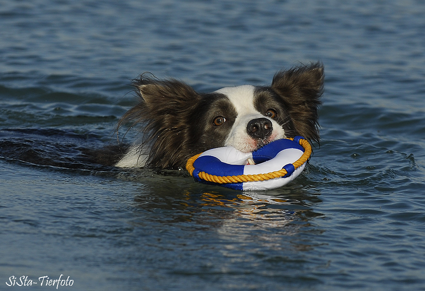 Mein Seehund ;-)