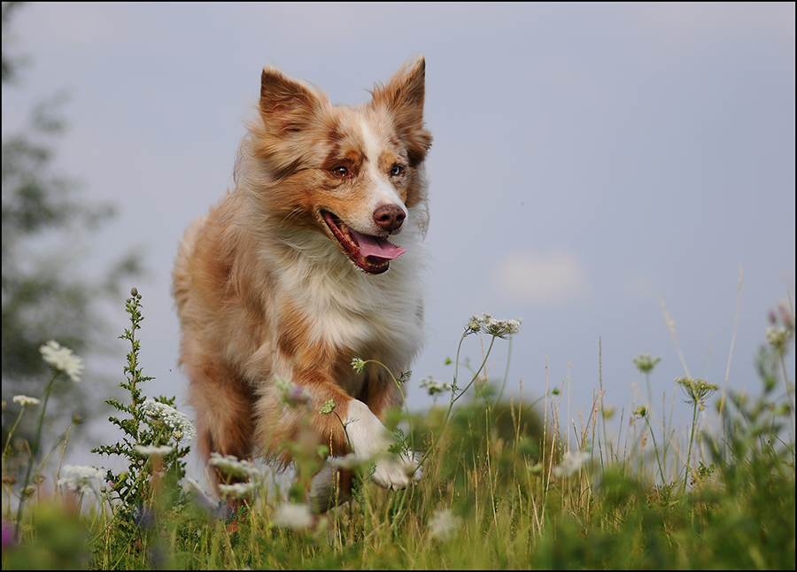 Mein Seelen und Traumhund Richman