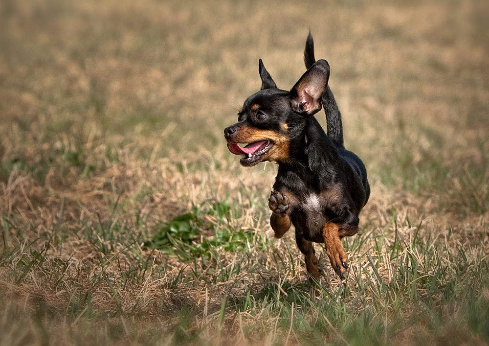 Mein Seelenhund...