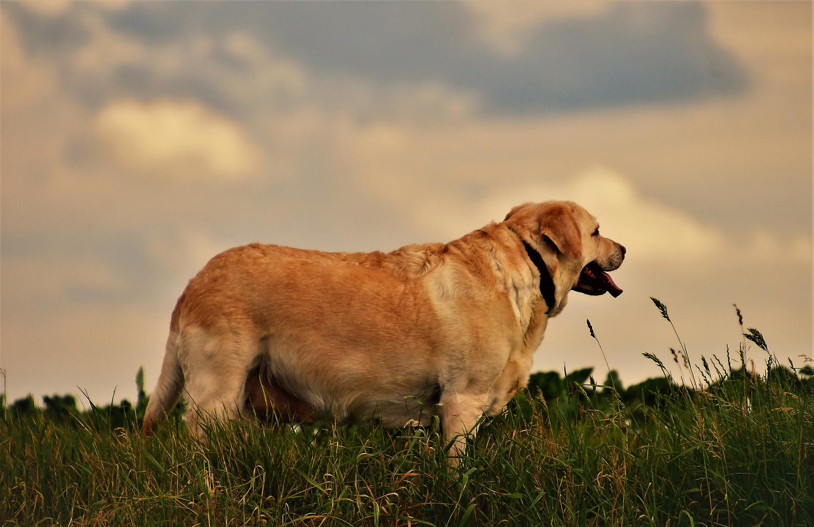 Mein Seelenhund 