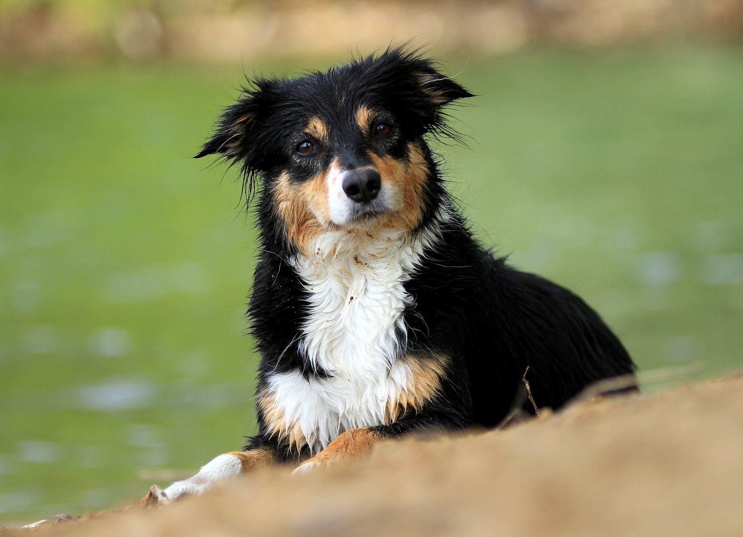 Mein Seelenhund Fenya