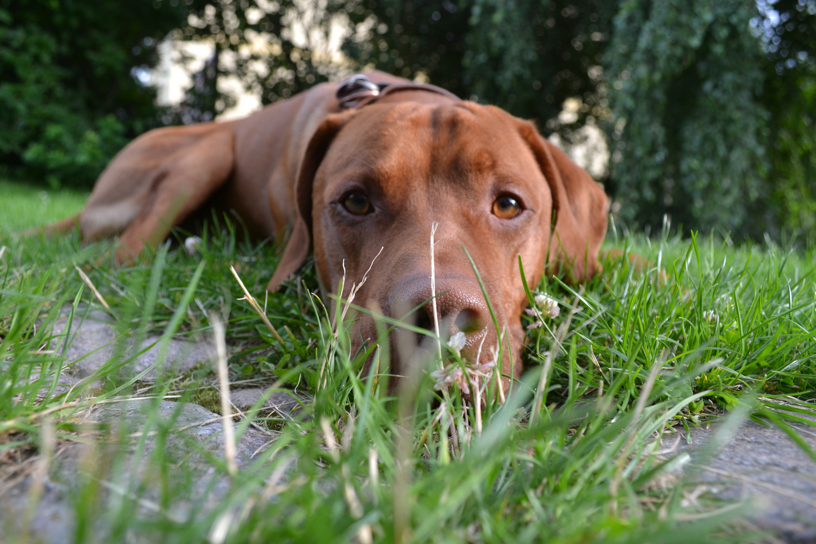 Mein Seelenhund Marley