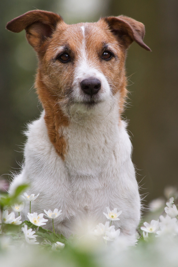 mein Seelenhund Pit