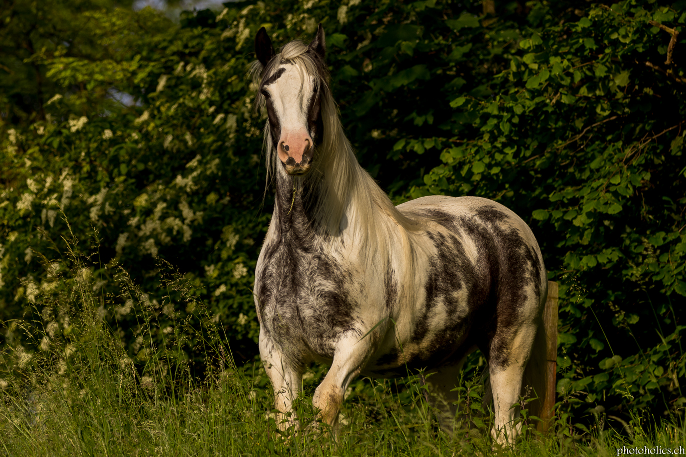 Mein Seelenpferd...