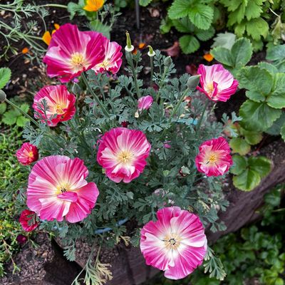 Mein Seidenmohn fühlt sich offenbar wohl auf meinem Hochbeet