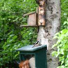 Mein selbsgebauter großer Futterautomat