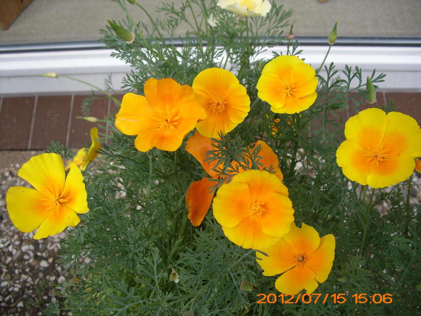 Mein selbst ausgesäter Kalifonischer Mohn