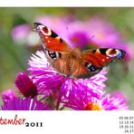 Mein September 2011 (Natur)