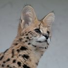 mein serval shakira