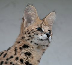 mein serval shakira