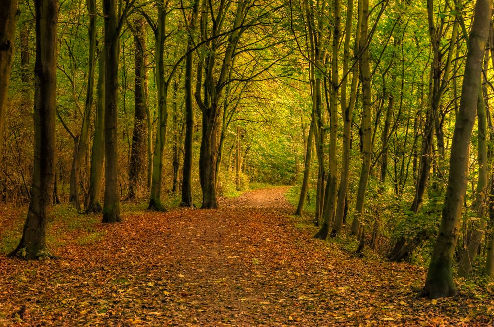 mein sherwood forest Foto & Bild bearbeitungs techniken, hdri & tm