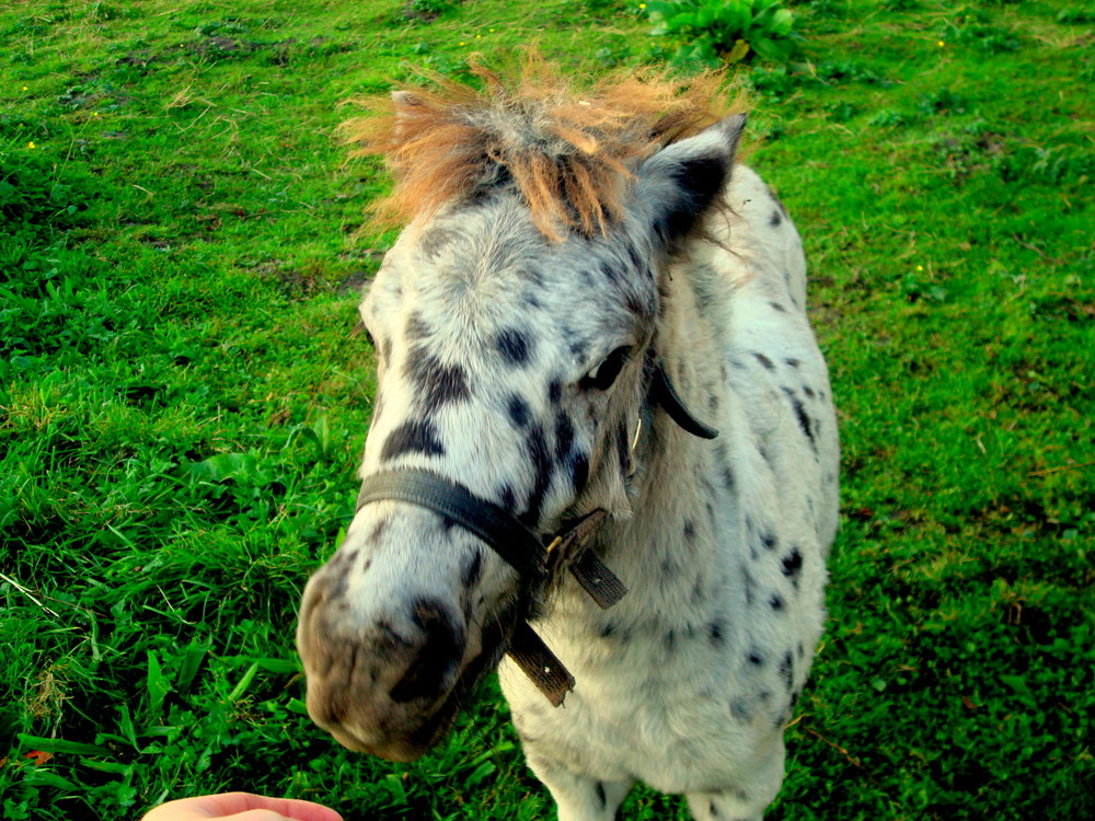 Mein Shetty Fohlen Felix =) Foto & Bild | tiere, haustiere, pferde