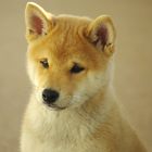 Mein Shiba Inu