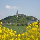 Mein Siegburg: blütenumringter Michaelsberg 