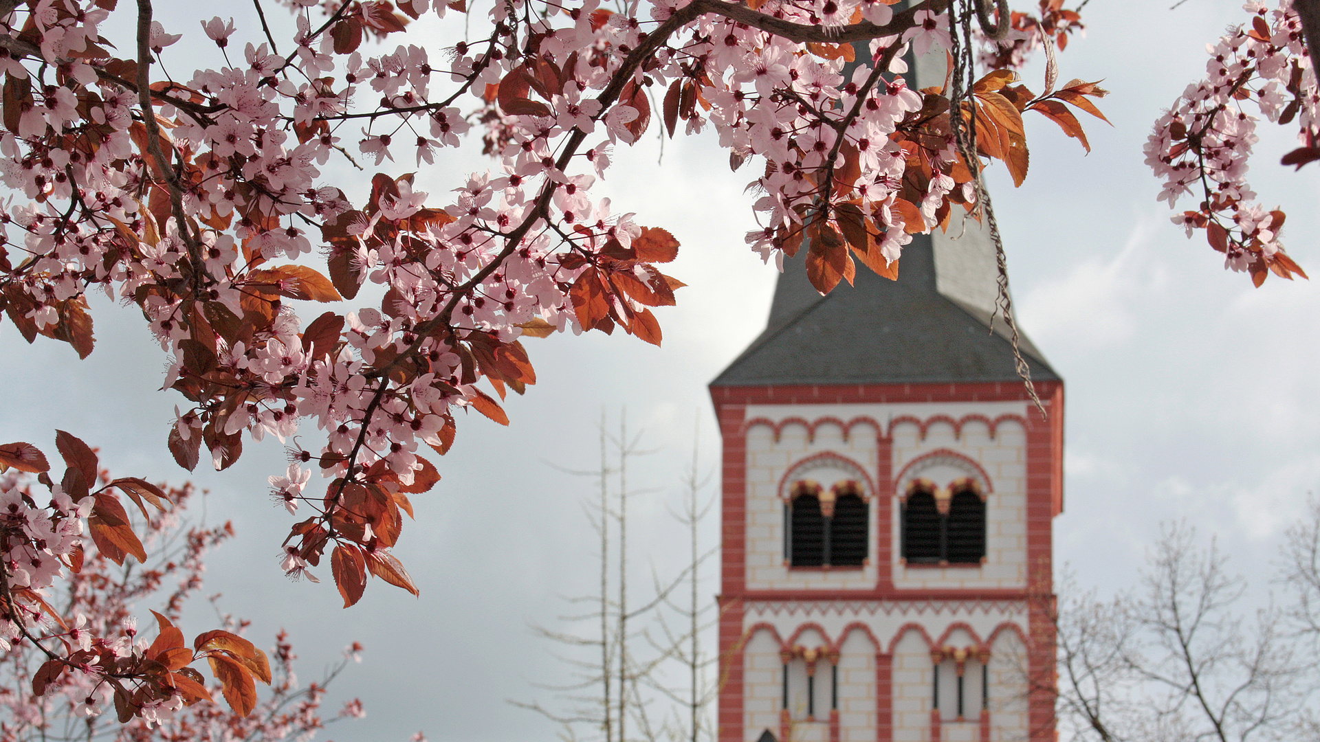 Mein Siegburg: Servatiuskirchturm hinter Blütenpracht