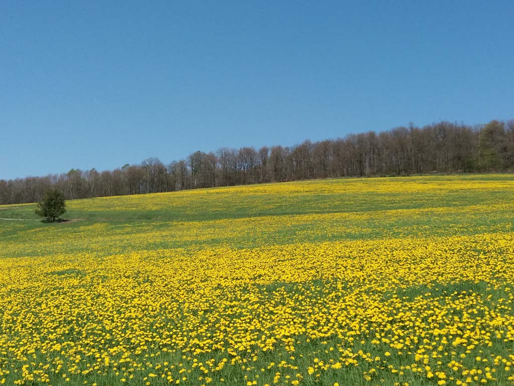 Mein Siegerland (15)