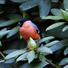 mein Sitzplatz im Rhododendron