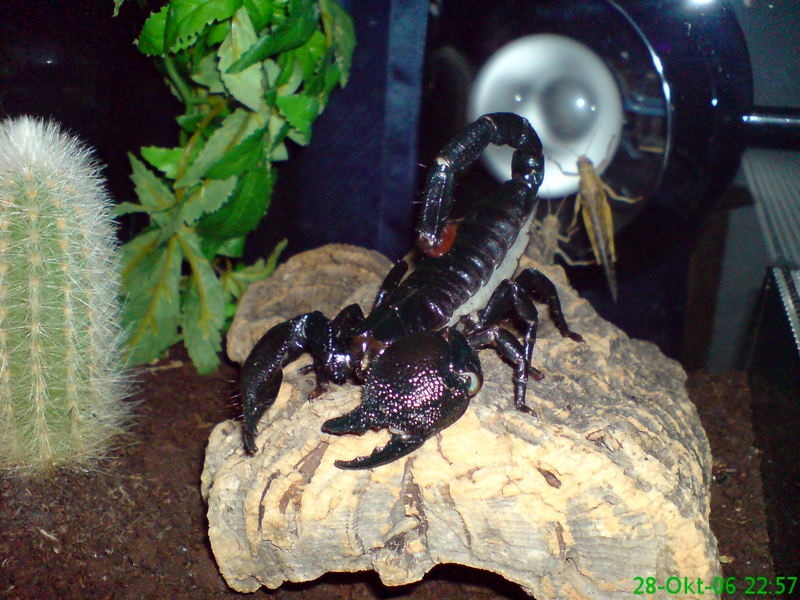 Mein Skorpion