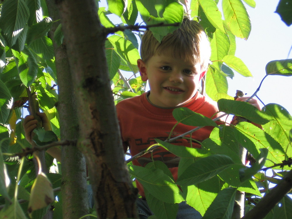 Mein Sohn Luca im Kirschbaum