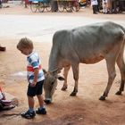 Mein Sohn mit einer Heiligen Kuh in Indien