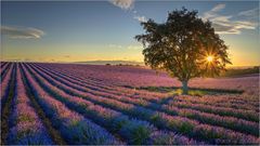 Mein Sommer in der Provence