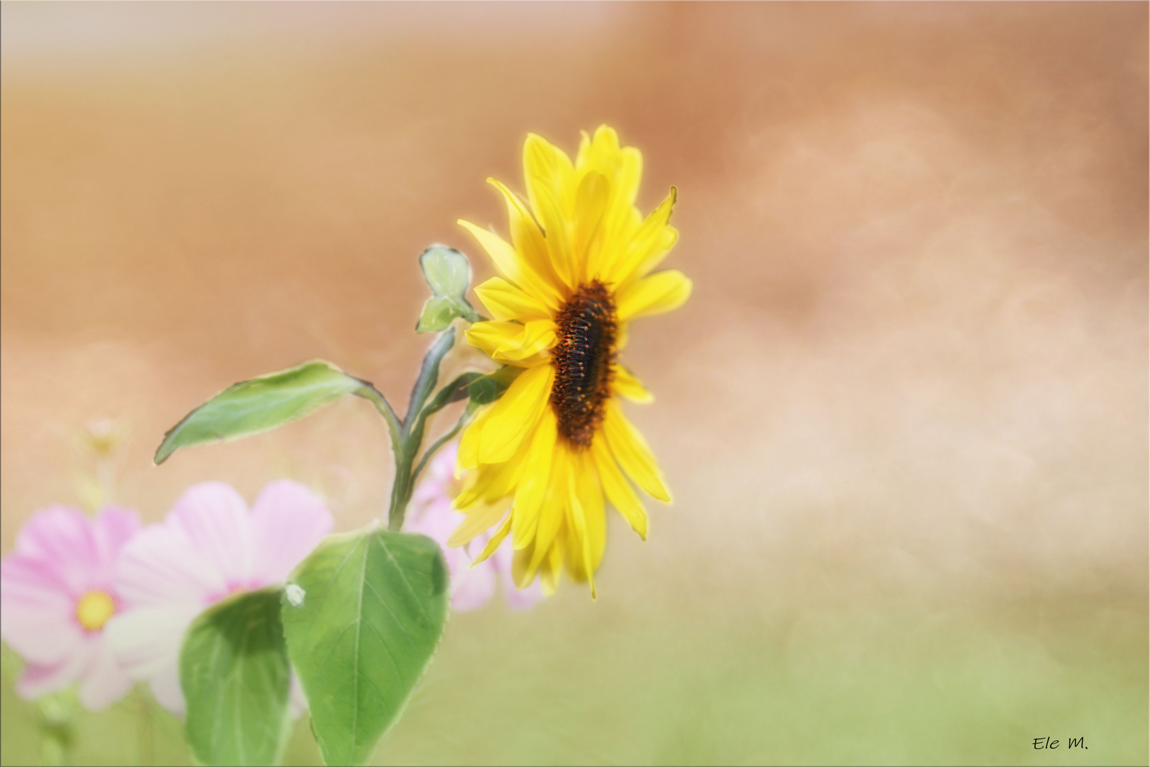 Mein Sonnenblümchen