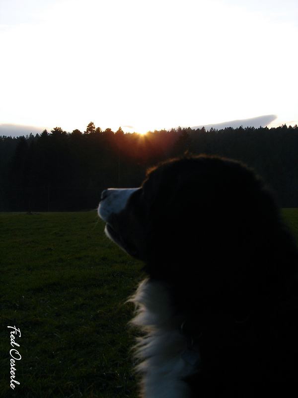 Mein Sonnenuntergang Genießer....