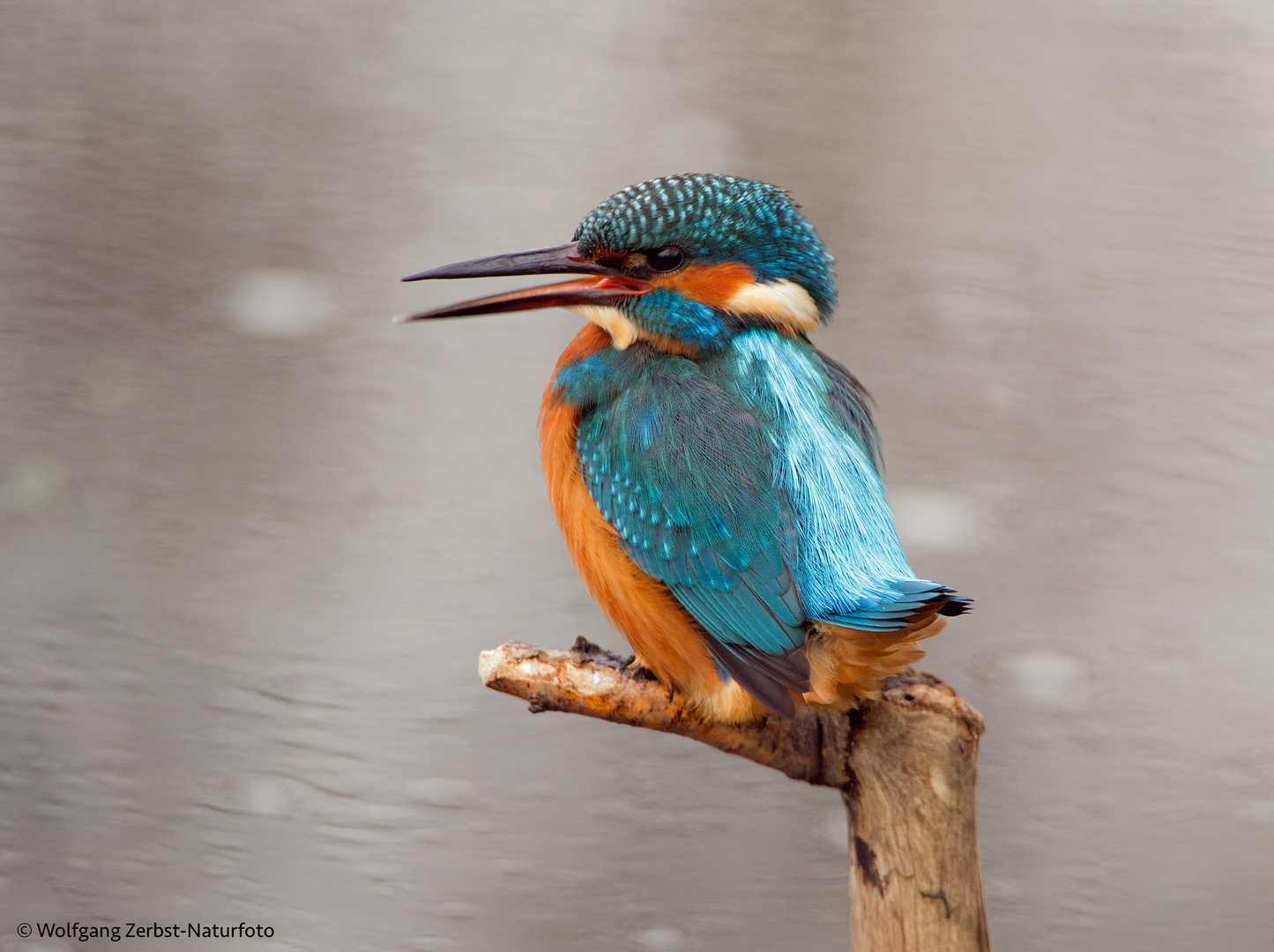 " Mein Sonntags-Eisvogel "  ( Alcedo atthis )